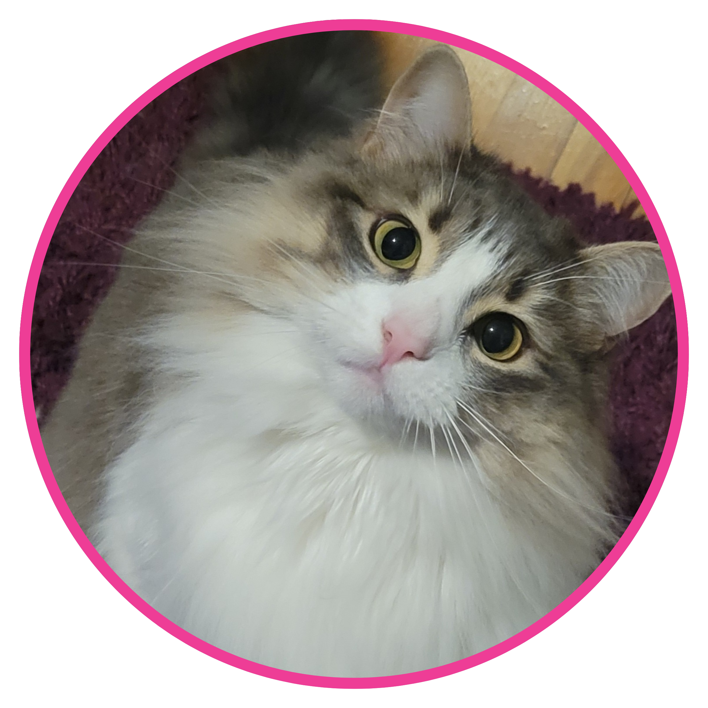 Fluffy Cat